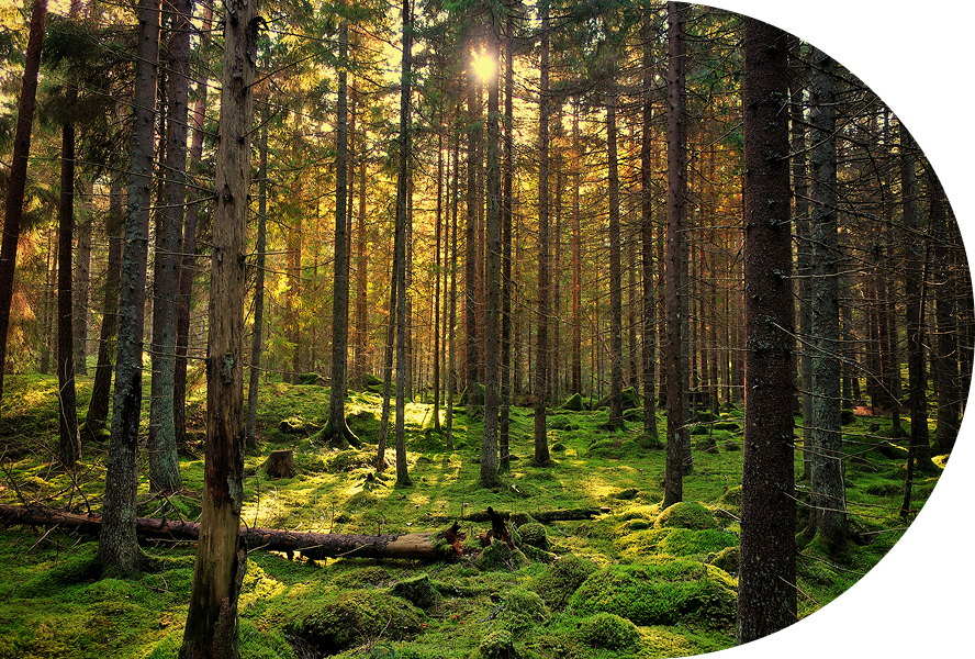 Sunlight streaming through a lush forest.